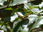 FZ020099 Speckled Wood (Pararge aegeria).jpg